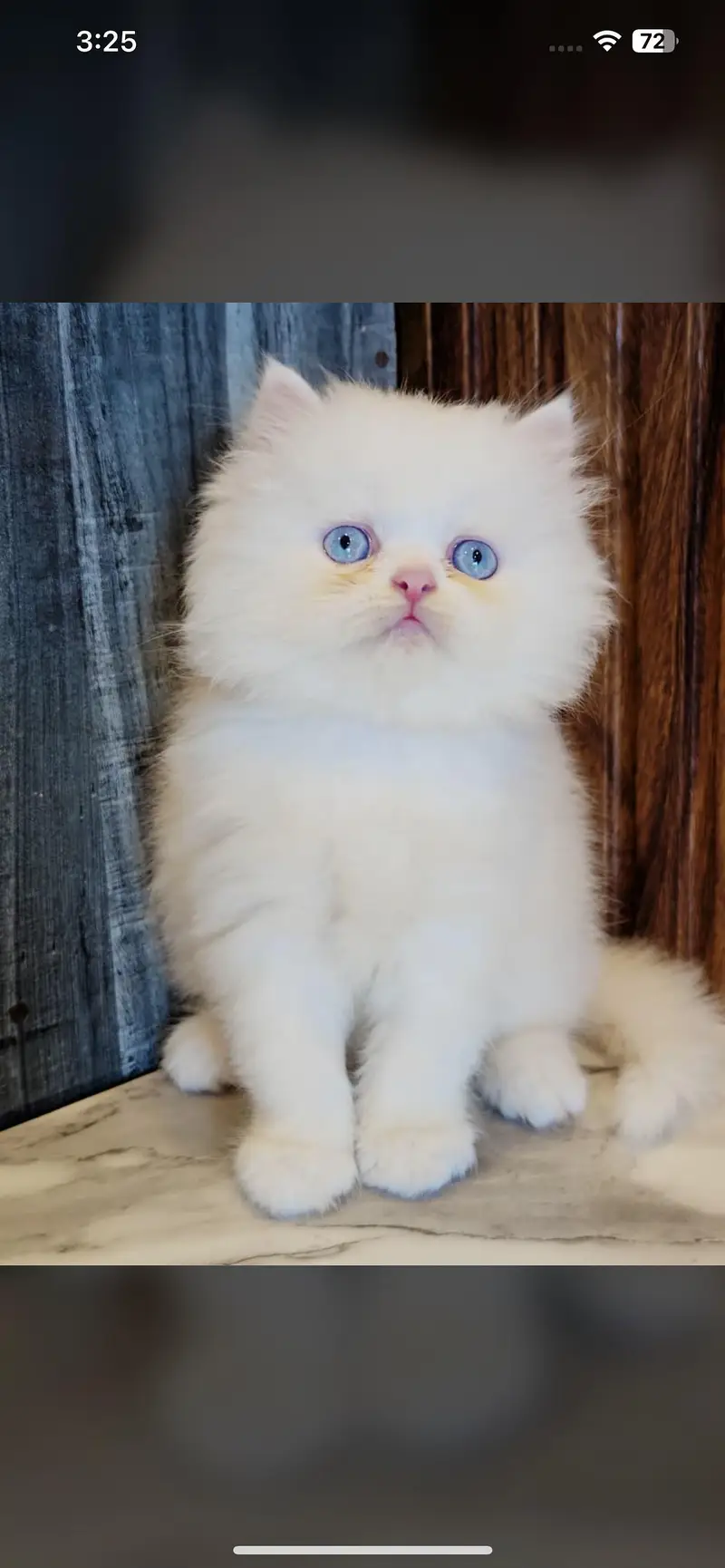 White Persian Kittens/Triple coated/blue eyes/Cats/Male/Female — photo 2