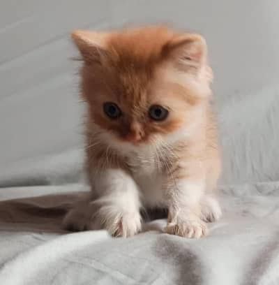Premium Quality Persian Kittens for Sale (4 Males & 2 Females)