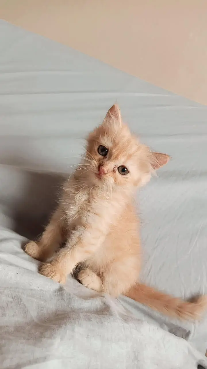 Premium Quality Persian Kittens for Sale (4 Males & 2 Females) — photo 2