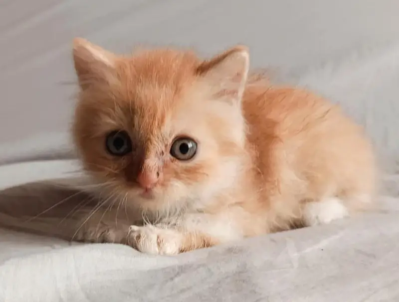 Premium Quality Persian Kittens for Sale (4 Males & 2 Females) — photo 3