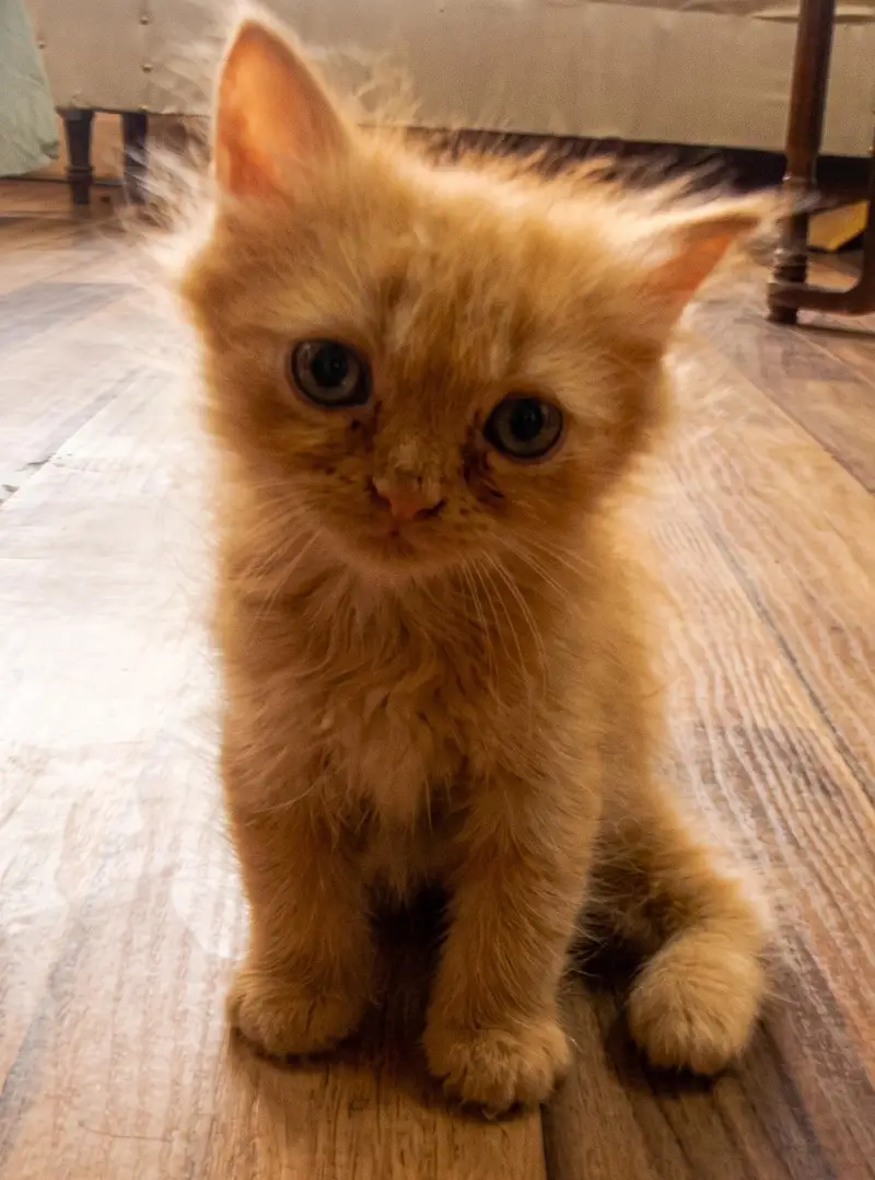 Premium Quality Persian Kittens for Sale (4 Males & 2 Females) — photo 4
