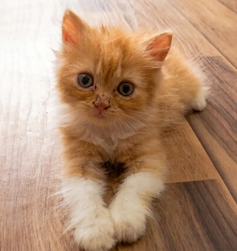 Premium Quality Persian Kittens for Sale (4 Males & 2 Females) — photo 5