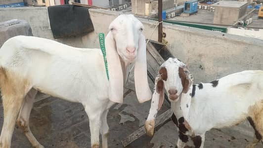 Rajanpuri bakri