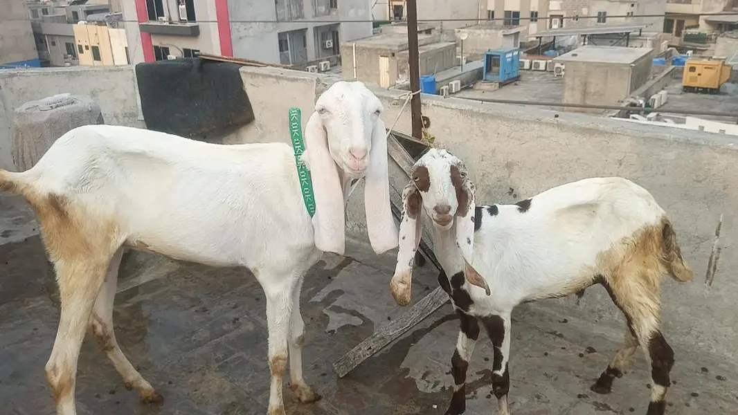 Rajanpuri bakri — photo 2