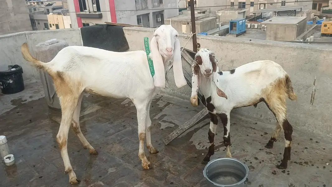 Rajanpuri bakri — photo 3
