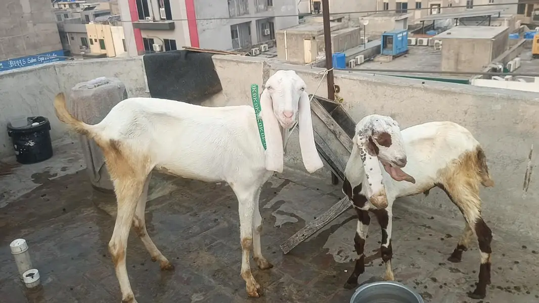 Rajanpuri bakri — photo 4