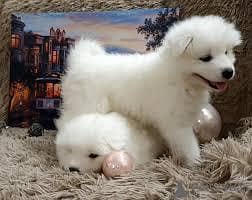 Russian puppies available