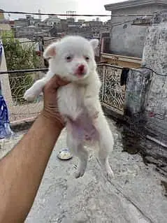 Russian puppies available — photo 2
