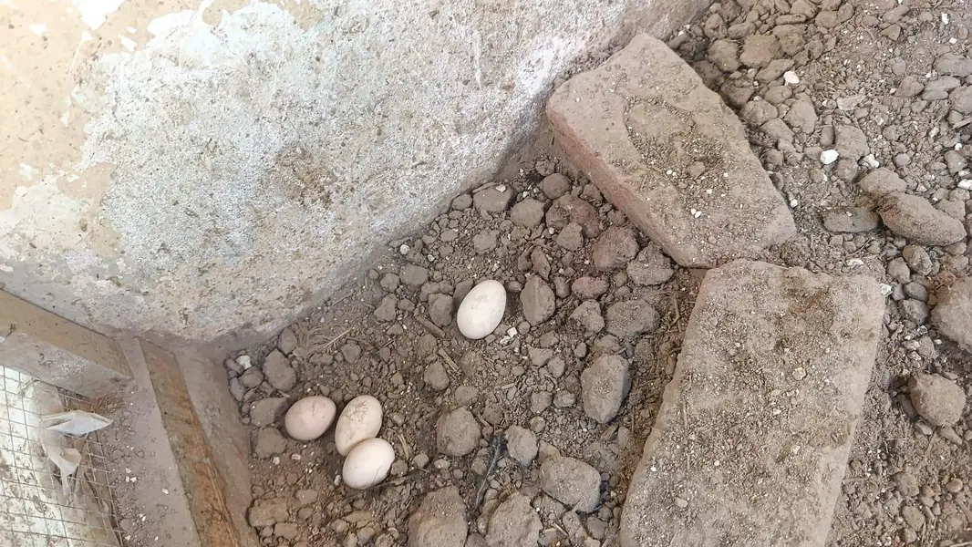 Desi eggs — photo 2