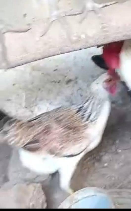 Desi eggs 2