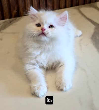 White Persian Kittens/Triple coated/blue eyes/Cats/Male/Female