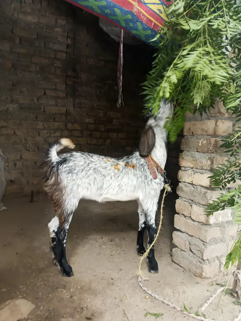 Bakri, Goat — photo 2