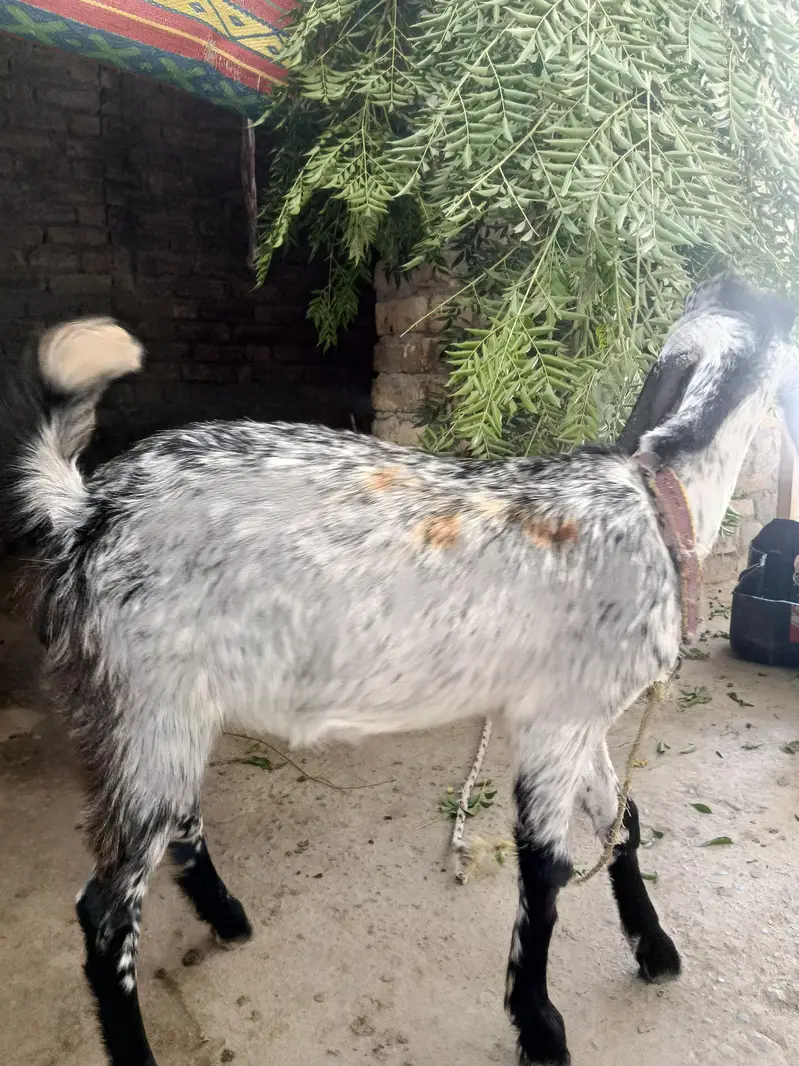 Bakri, Goat — photo 3