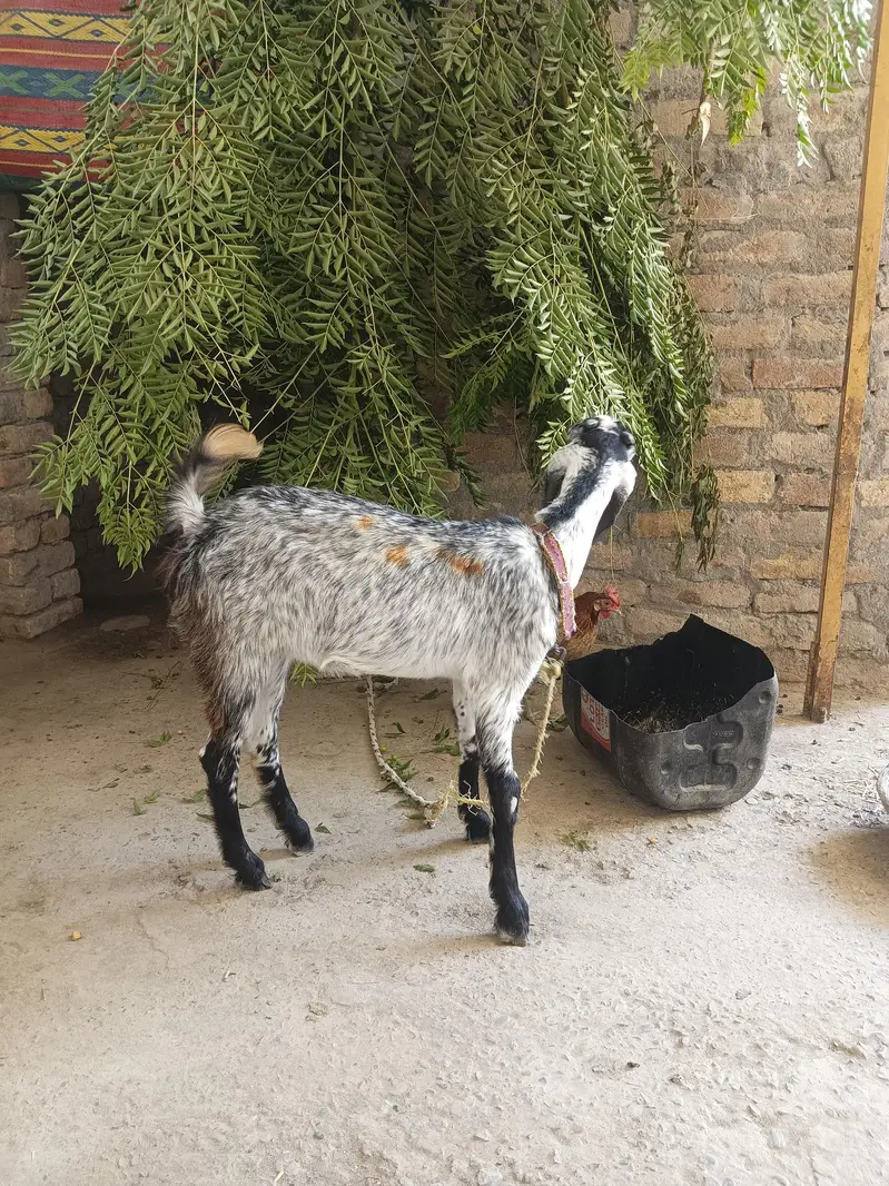 Bakri, Goat — photo 4