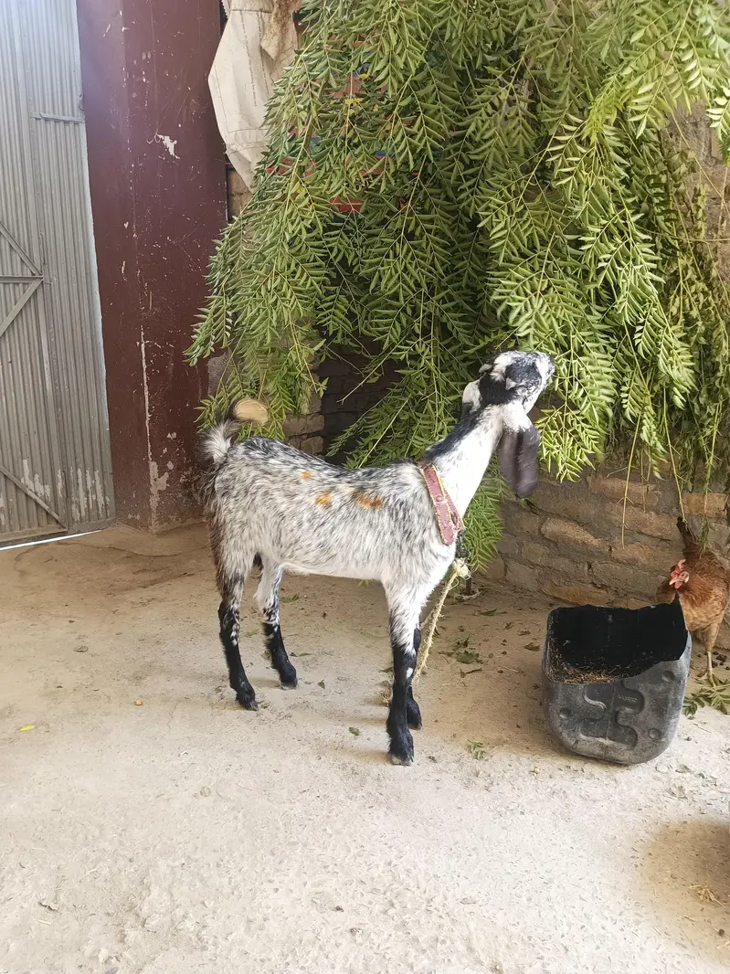Bakri, Goat — photo 5