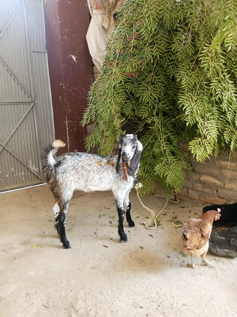 Bakri, Goat — photo 6