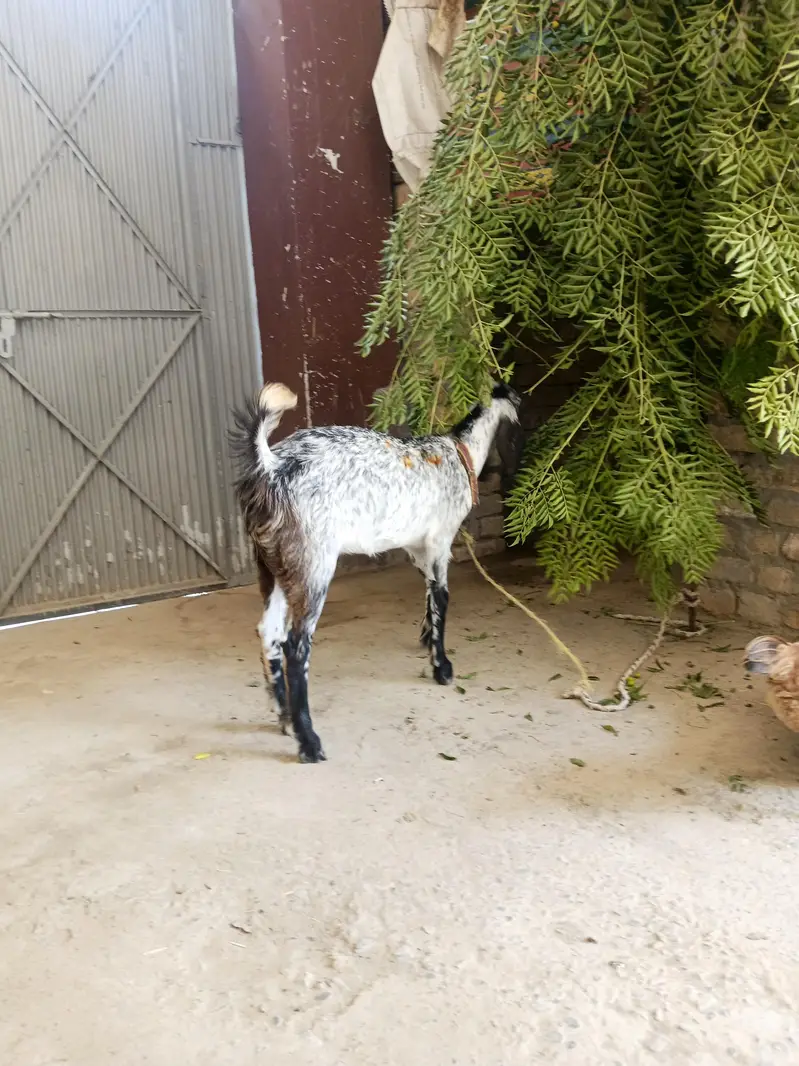 Bakri, Goat — photo 7