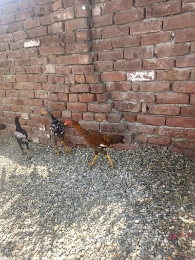 03088969002 watspفروخت کے لیے صحت مند اصیل کے پٹھے – 3000 روپے فی پٹھا