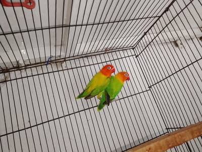 love birds and cage for sale total price 6000
