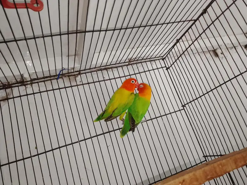 love birds and cage for sale total price 6000 — photo 2