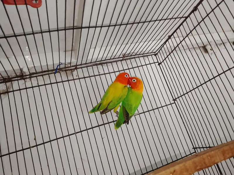 love birds and cage for sale total price 6000 — photo 3
