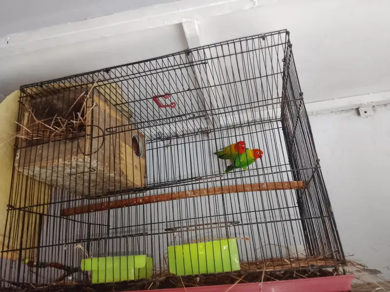 love birds and cage for sale total price 6000 — photo 4