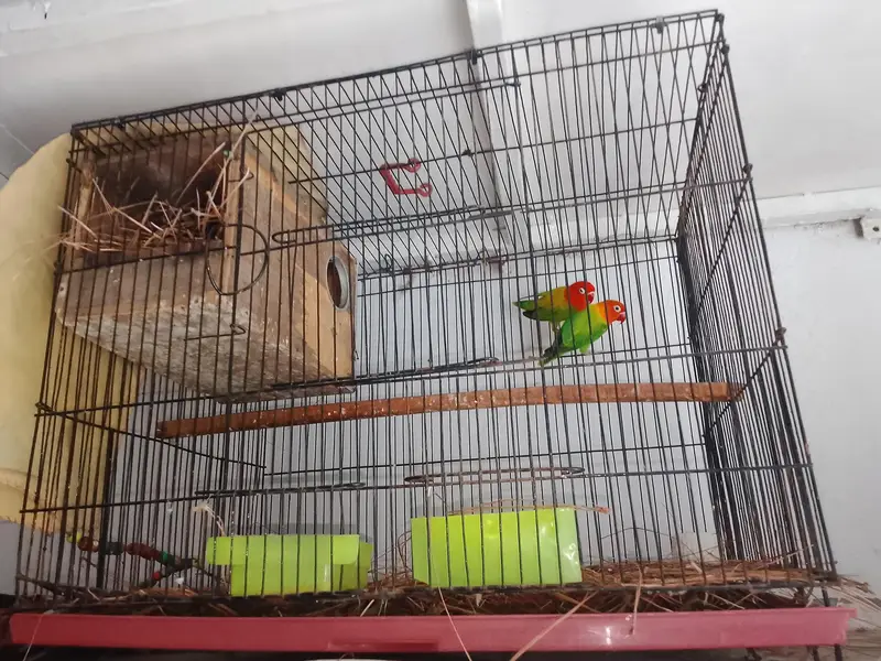 love birds and cage for sale total price 6000 — photo 5