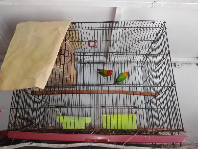 love birds and cage for sale total price 6000 — photo 6