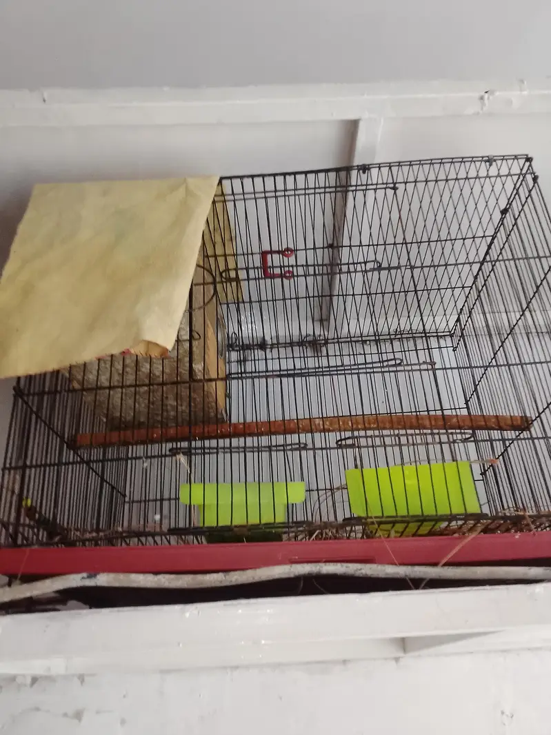 love birds and cage for sale total price 6000 — photo 7