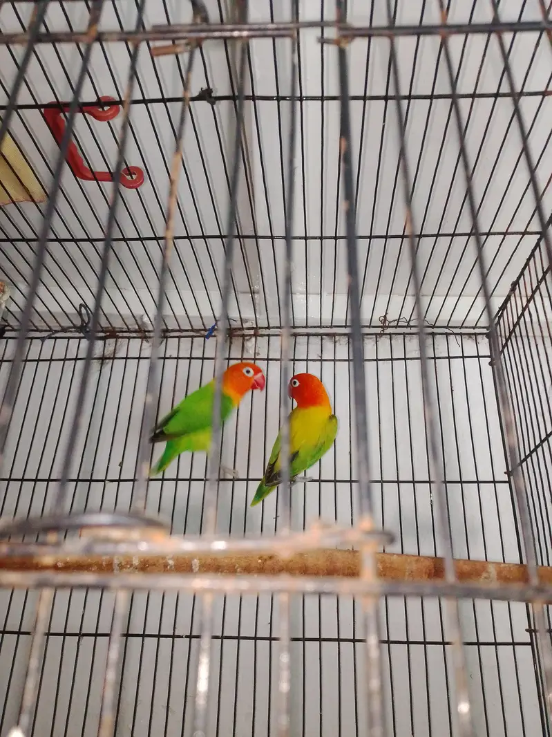 love birds and cage for sale total price 6000 — photo 8