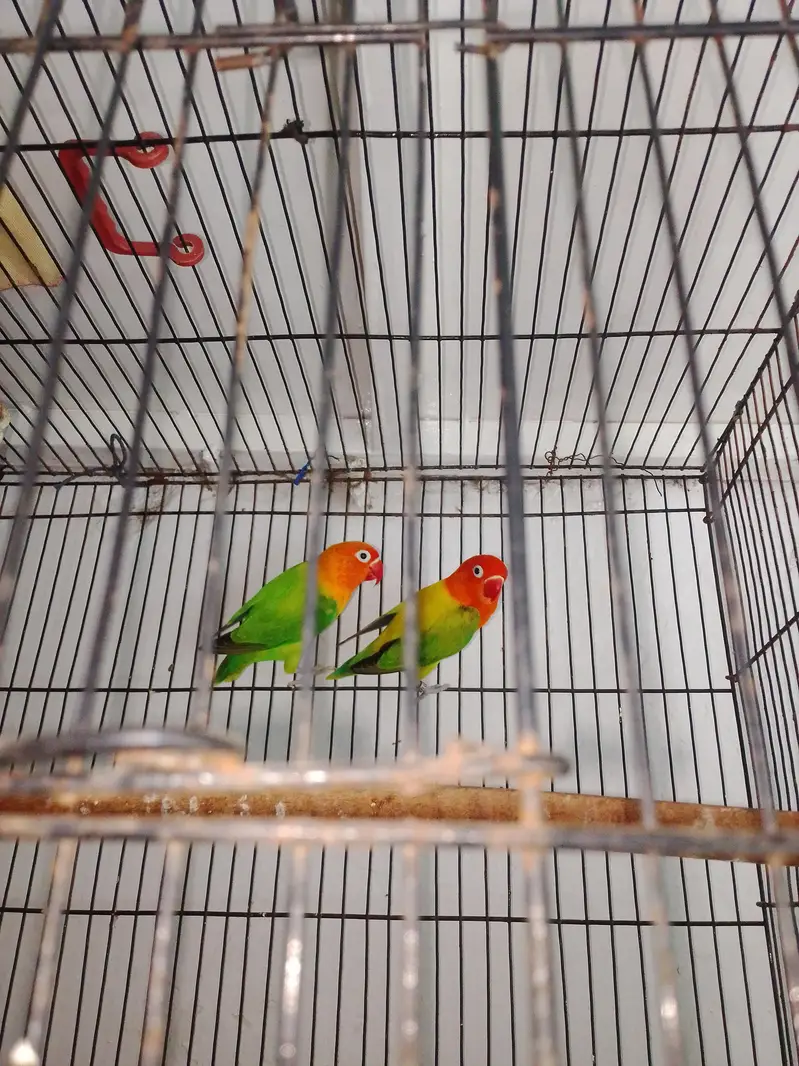love birds and cage for sale total price 6000 — photo 10