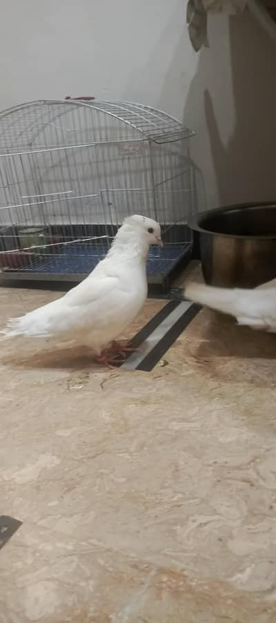 pigeon pair for sale