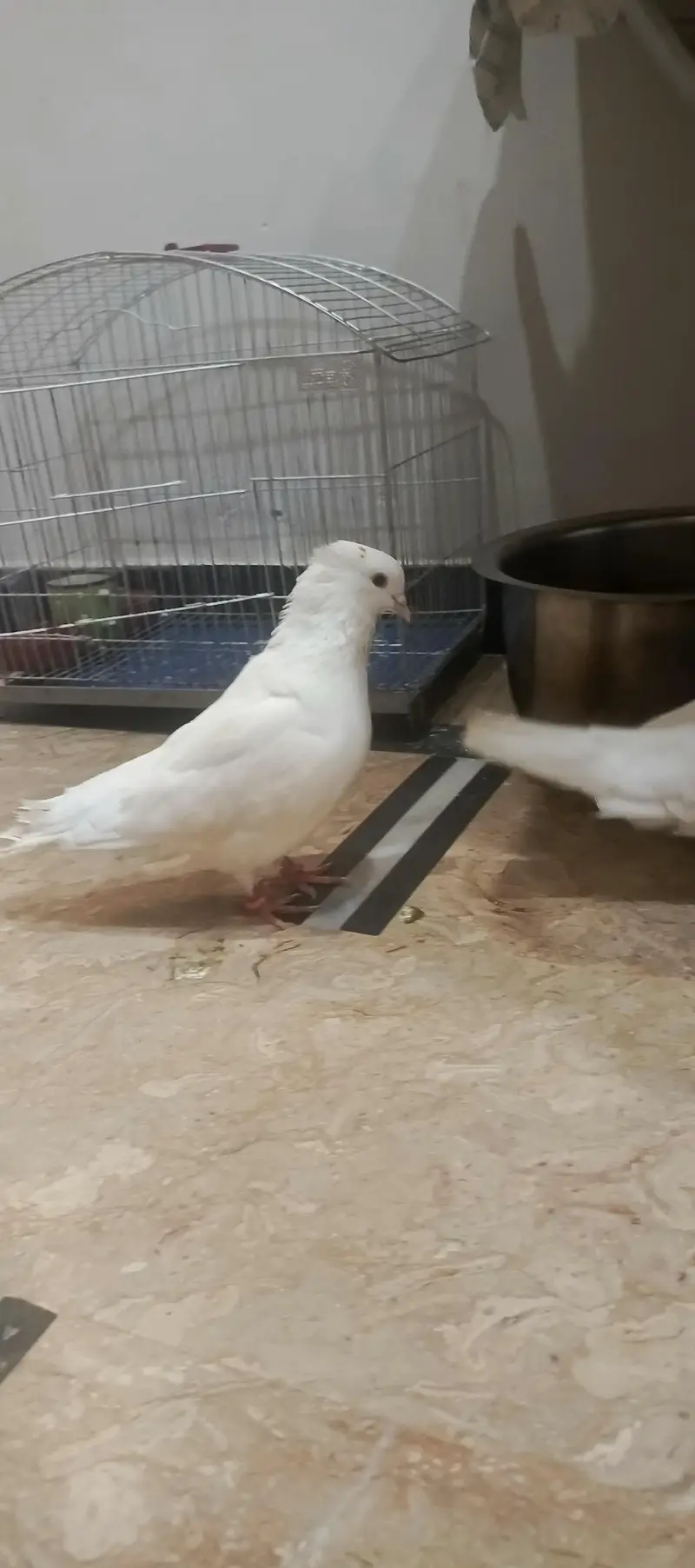 pigeon pair for sale