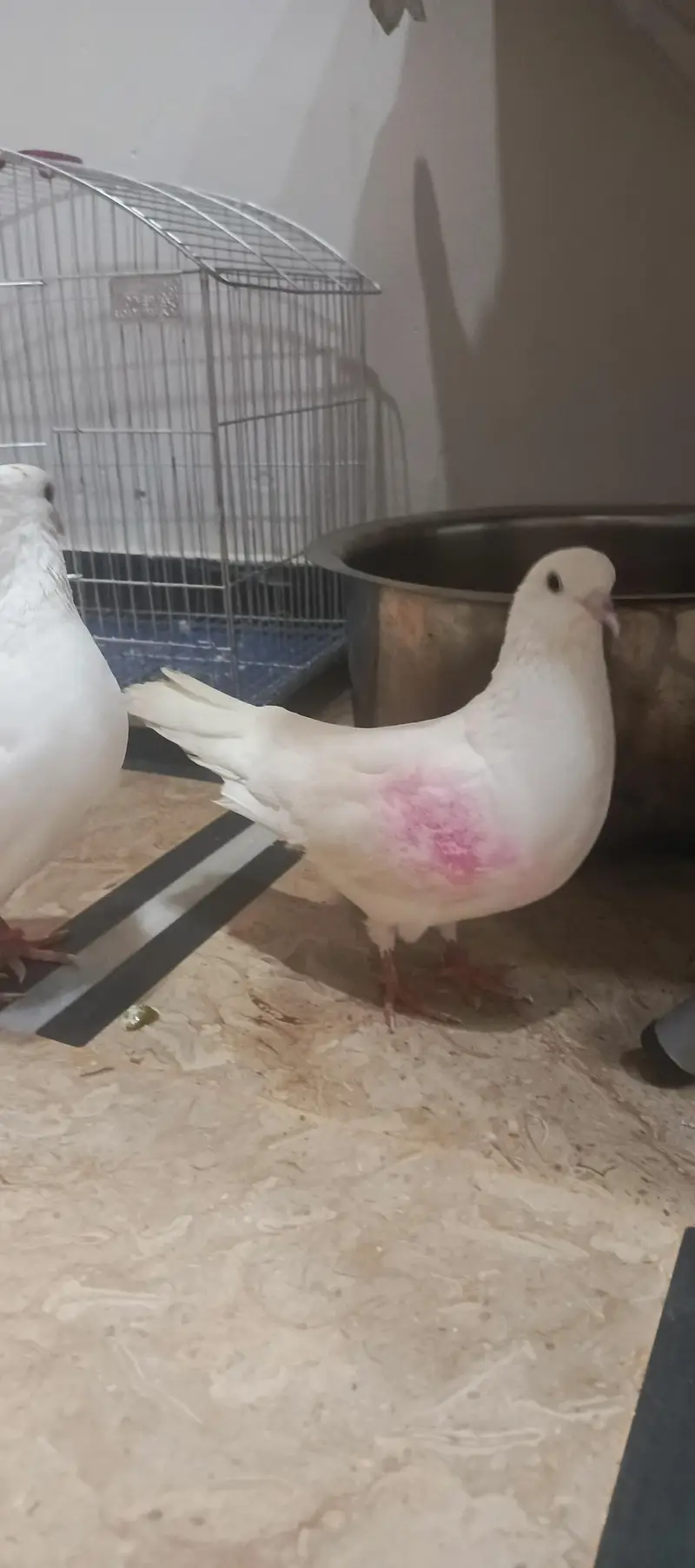 pigeon pair for sale — photo 2