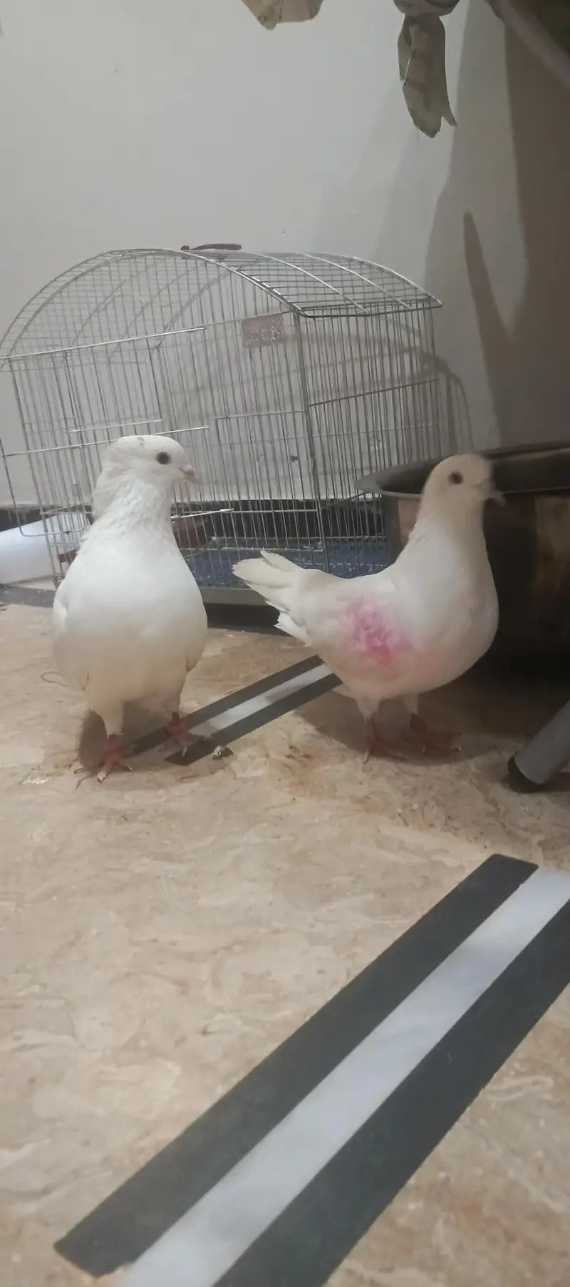 pigeon pair for sale — photo 3