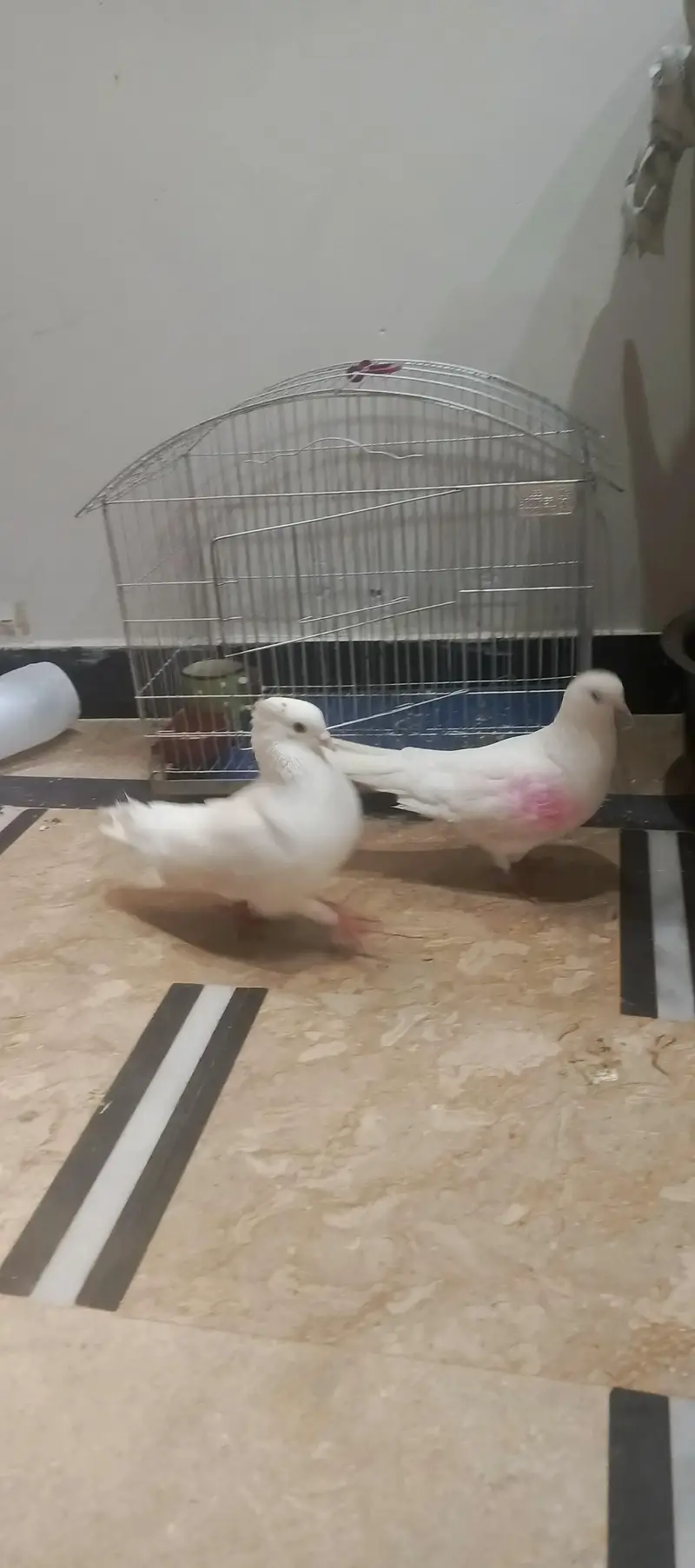 pigeon pair for sale — photo 4