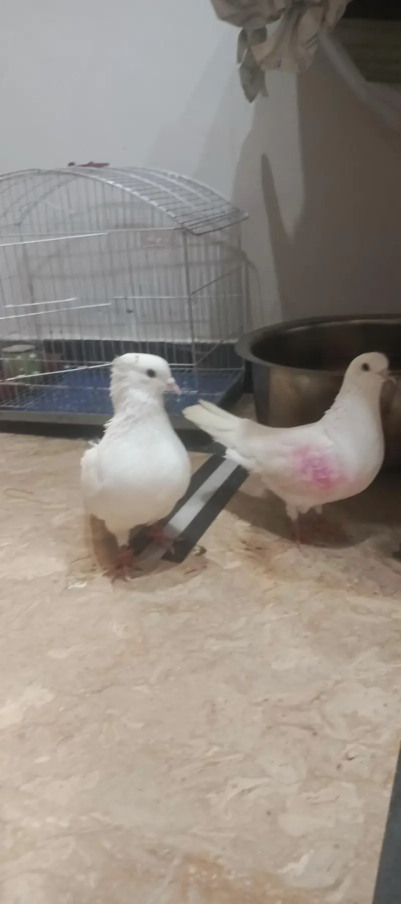 pigeon pair for sale — photo 5
