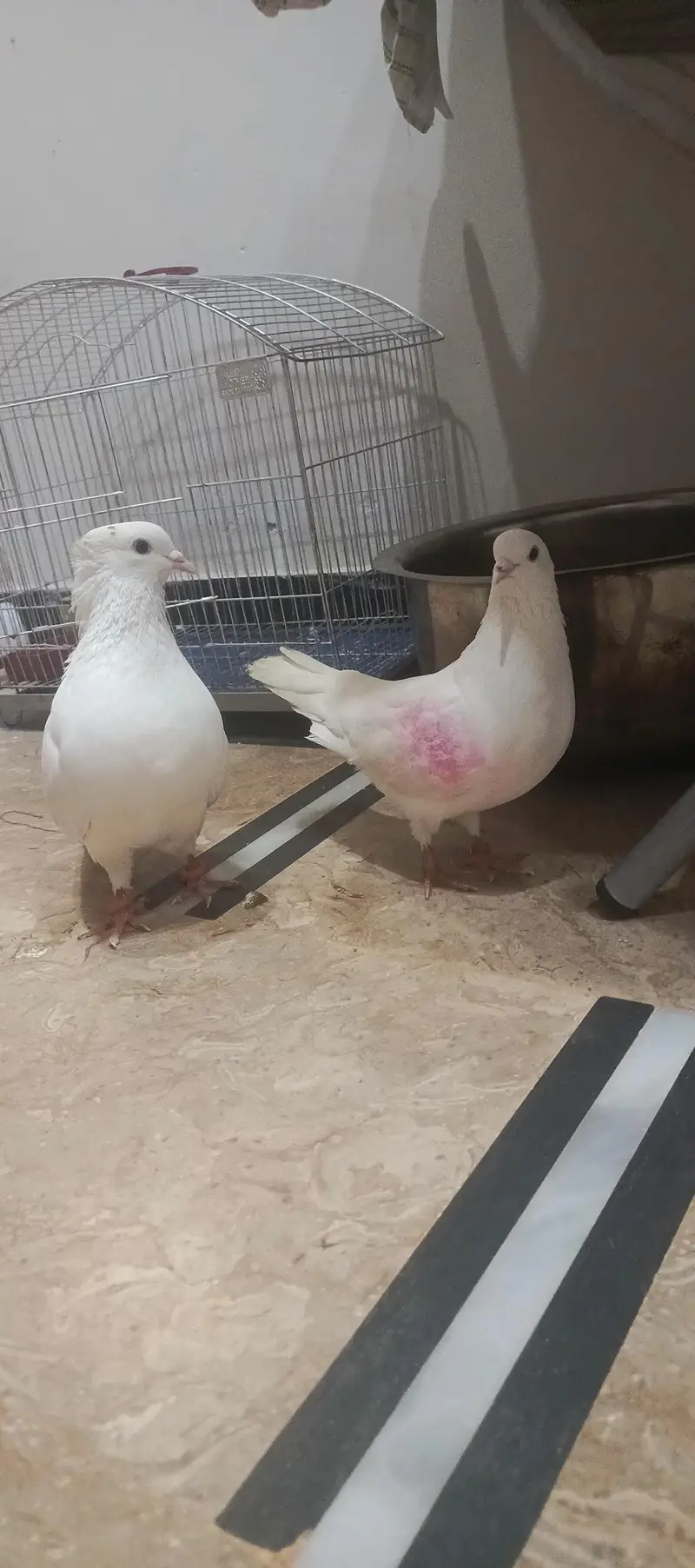 pigeon pair for sale — photo 6