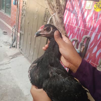 Aseel Thai black color