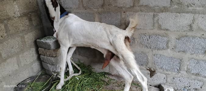 kamori bakri
