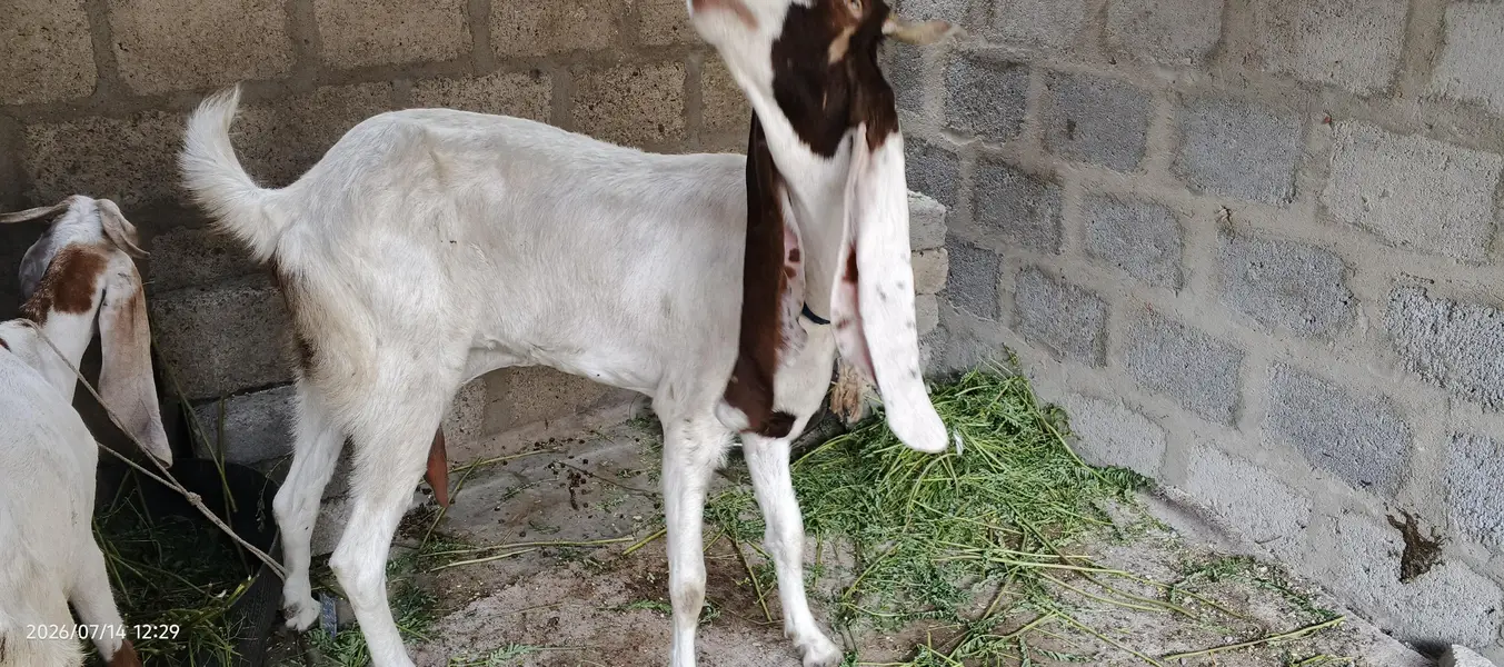 kamori bakri — photo 2