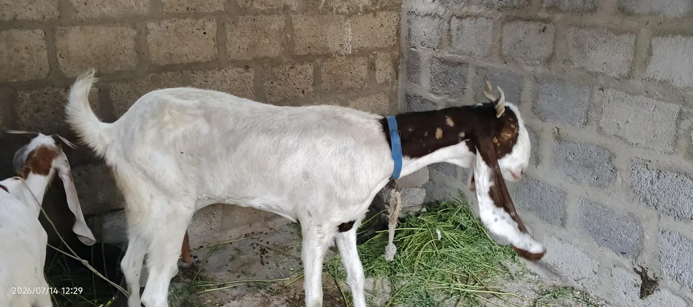 kamori bakri — photo 3