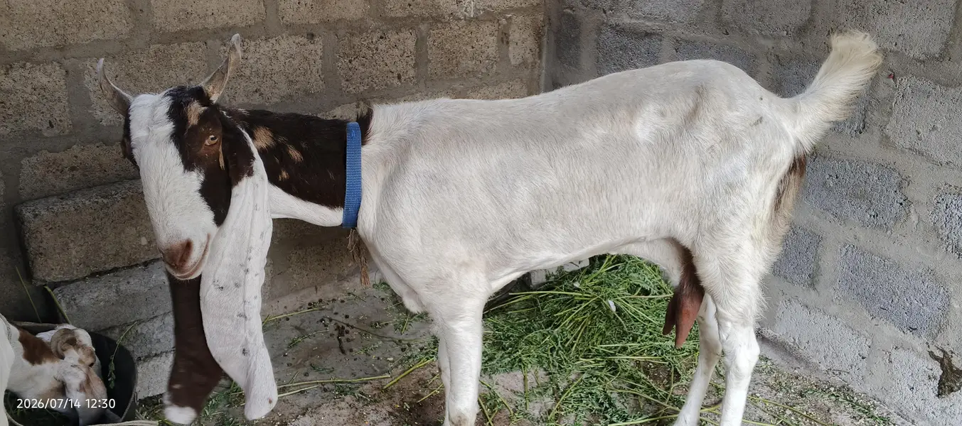 kamori bakri — photo 4