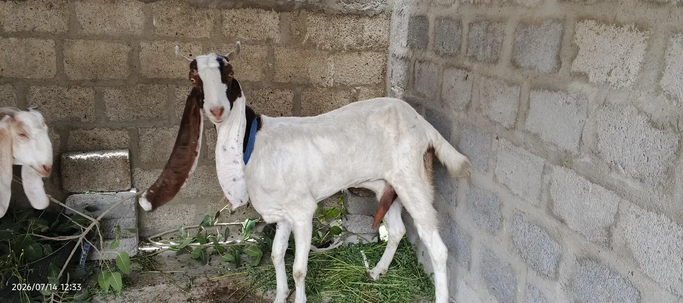 kamori bakri — photo 5