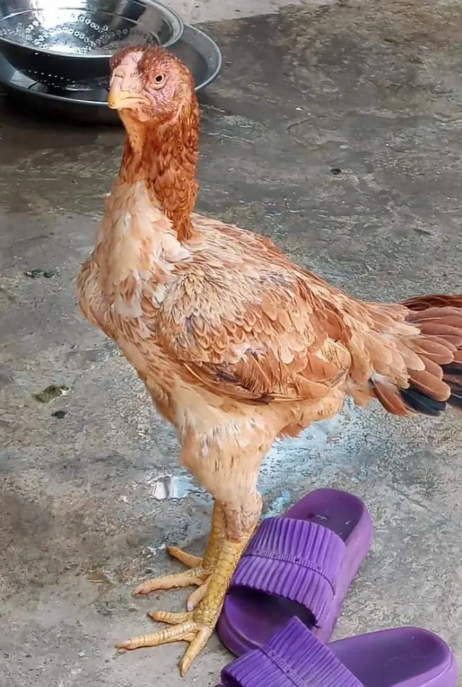 O shamo chicks and parrot peak madi — photo 4