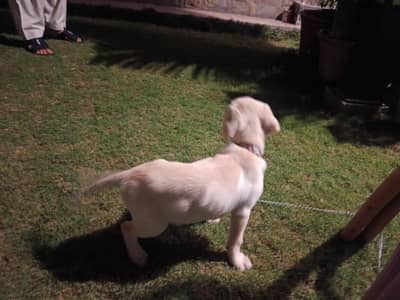 White Labrador