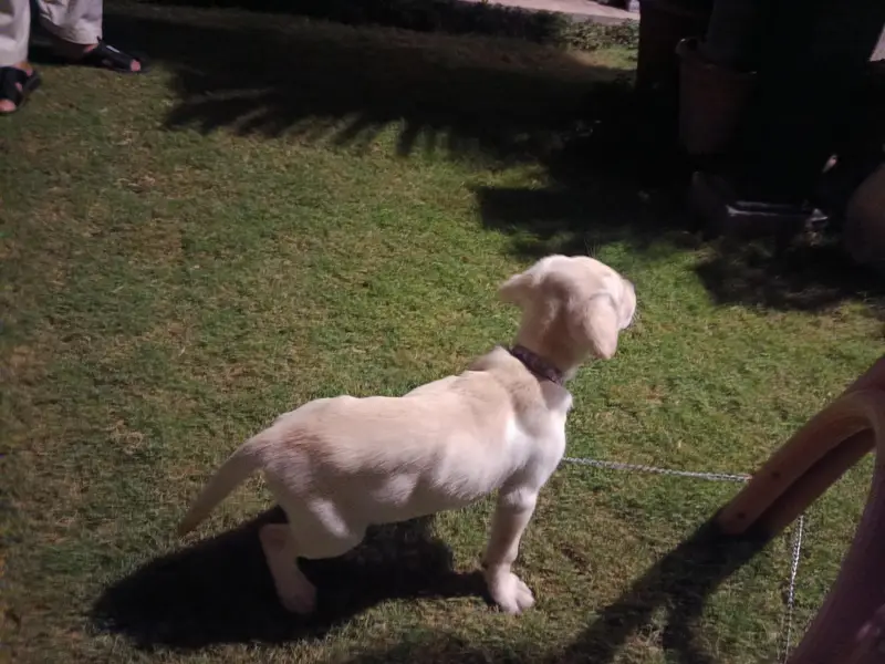 White Labrador — photo 2