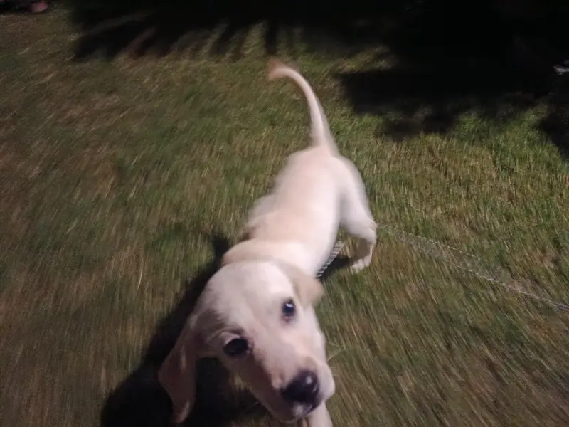 White Labrador — photo 3