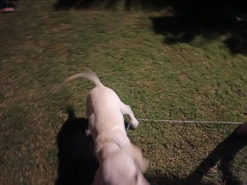 White Labrador — photo 4