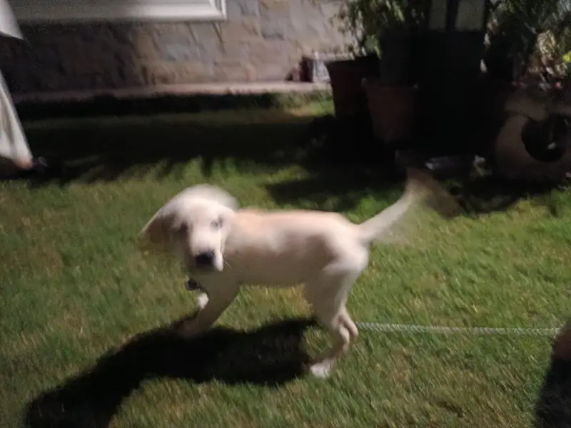 White Labrador — photo 5